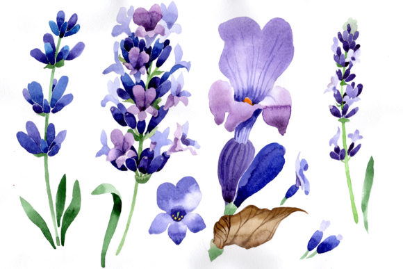 Download Purple Lavender Flowers Watercolor Macro - Lavender flower Collection