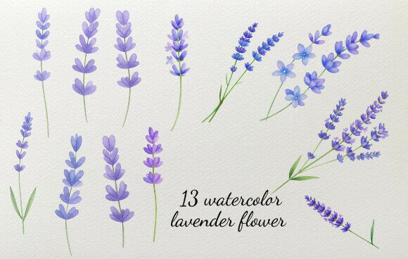 Download Watercolor Lavender Flower - Lavender flower Collection