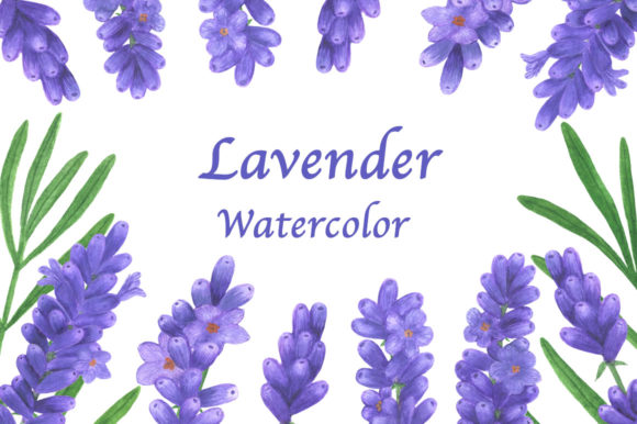 Download Collection Lavender Flowers Watercolor - Lavender flower Collection